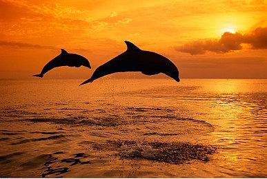 不到20美元！ 《丝之歌》多地区售价确认